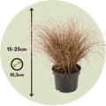 Miniatyrbild 2 av 3: Hirsstarr - Set om 6 - Carex 'Amazon Mist' - Höjd 15-25cm - ⌀10,5cm