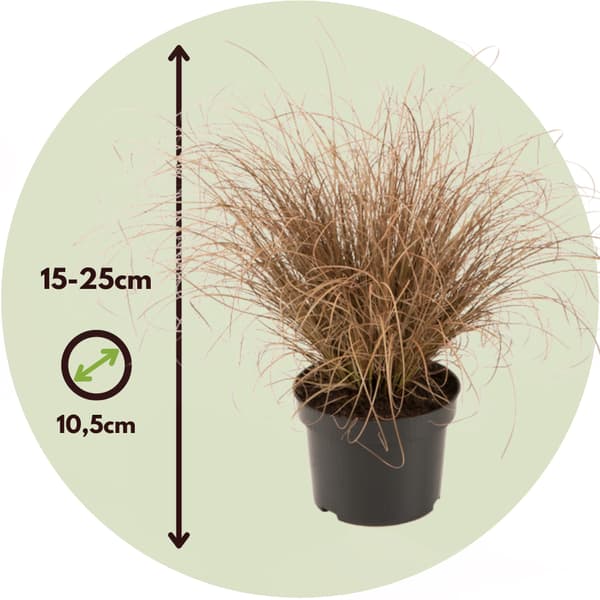 Hirsstarr - Set om 6 - Carex 'Amazon Mist' - Höjd 15-25cm - ⌀10,5cm