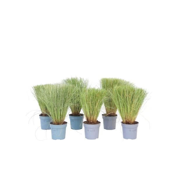 Star - Sæt med 6 - Carex 'Amazon Mist' - Højde 15-25cm - ⌀11cm