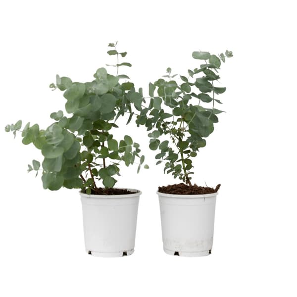 Eukalyptus - Sæt med 2 - Eucalyptus 'Pulverulenta' - Højde 25-40cm - ⌀13cm