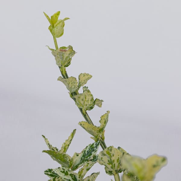 Klätterbenved - Set om 4 - Euonymus 'Harlequin' - Höjd 20-30cm - ⌀17cm