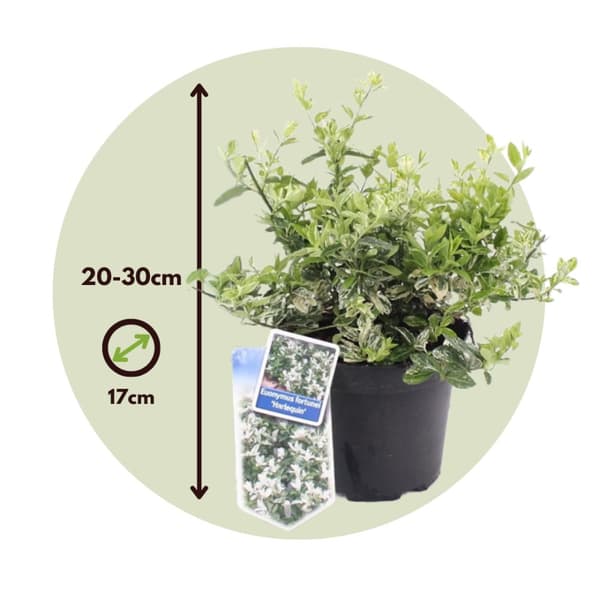 Klätterbenved - Set om 4 - Euonymus 'Harlequin' - Höjd 20-30cm - ⌀17cm