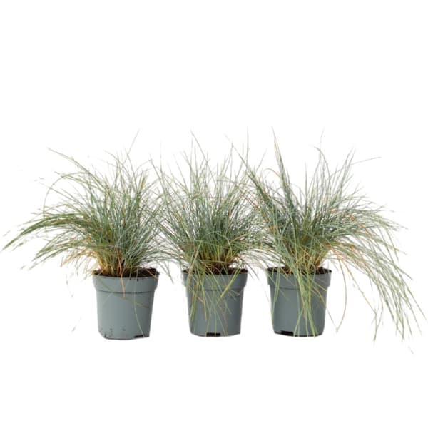 Blåsvingel - Set om 3 - Festuca glauca 'Elijah Blue' - Höjd 10-15cm - ⌀9cm
