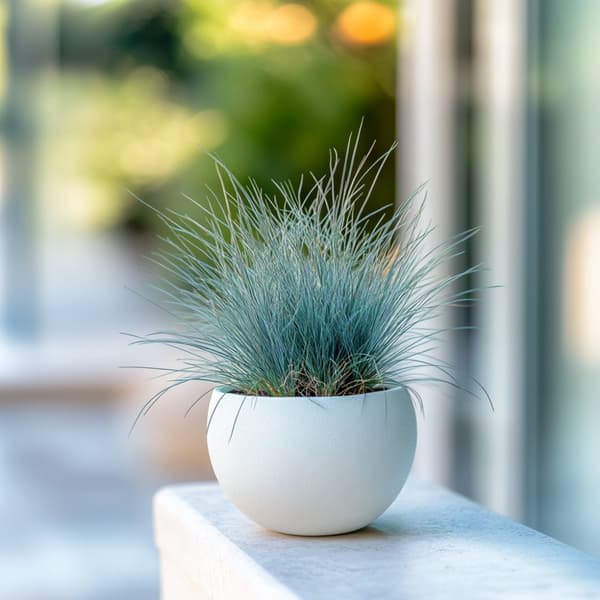 Blå bjørnegræs - Sæt med 6 - Festuca glauca 'Elijah Blue' - Højde 10-15cm - ⌀9cm