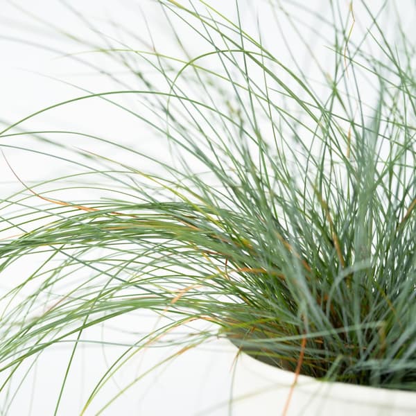 Blå bjørnegræs - Sæt med 6 - Festuca glauca 'Elijah Blue' - Højde 10-15cm - ⌀9cm