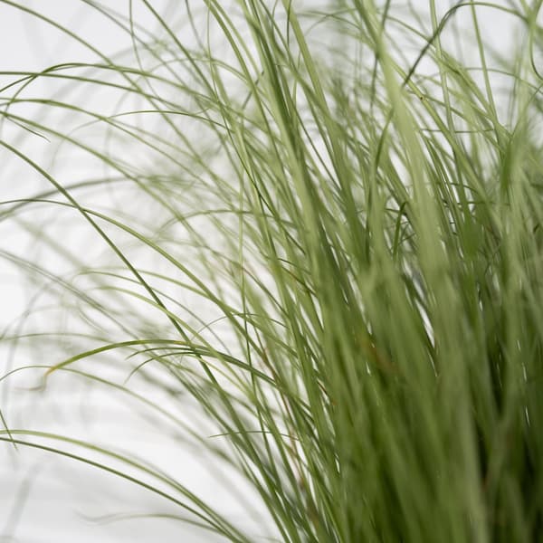 Blå bjørnegræs - Sæt med 6 - Festuca glauca 'Elijah Blue' - Højde 10-15cm - ⌀9cm