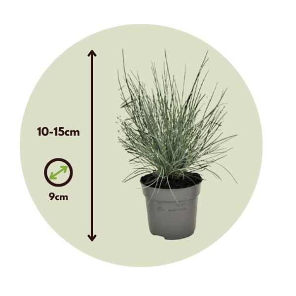 Blå bjørnegræs - Sæt med 6 - Festuca glauca 'Elijah Blue' - Højde 10-15cm - ⌀9cm
