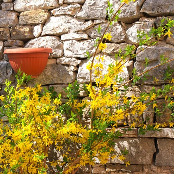 Guldbuske - Set om 4 - Forsythia intermedia 'Minigold' - Höjd 25-40cm - ⌀17cm