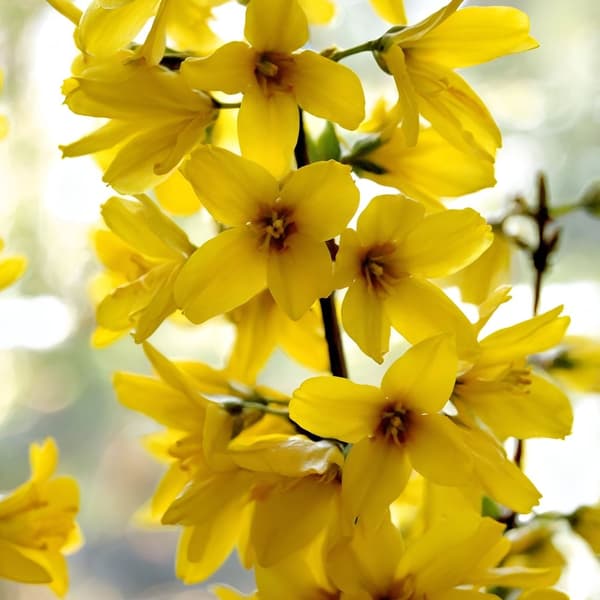 Guldbuske - Set om 4 - Forsythia intermedia 'Minigold' - Höjd 25-40cm - ⌀17cm