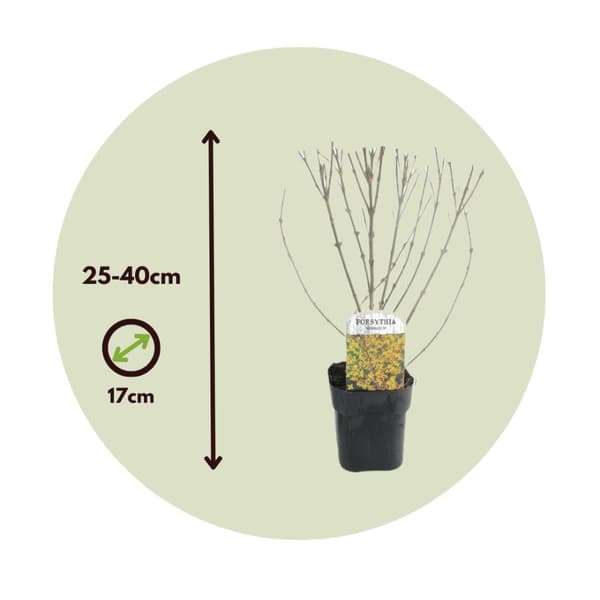 Guldbuske - Set om 4 - Forsythia intermedia 'Minigold' - Höjd 25-40cm - ⌀17cm