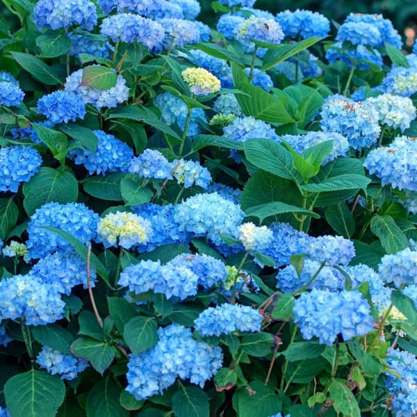 Hortensia - Set om 6 - Hydrangea macrophylla 'Early Blue' - Höjd 25-40cm - ⌀9cm