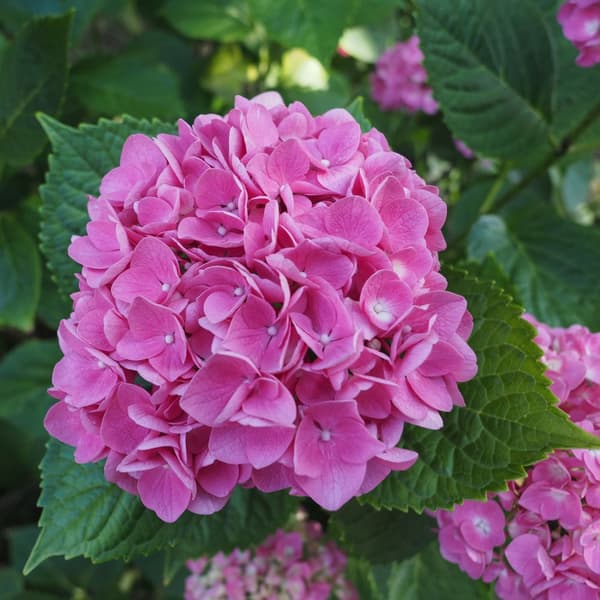 Hortensia - Set om 3 - Hydrangea macrophylla 'Early Pink' - Höjd 25-40cm - ⌀9cm