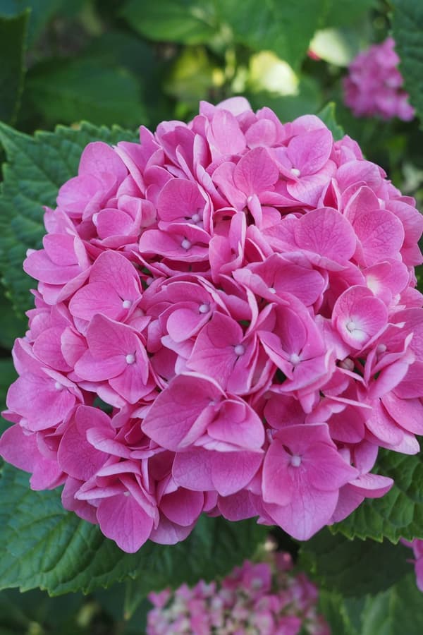 Hortensia - Set om 6 - Hydrangea macrophylla 'Early Pink' - Höjd 25-40cm - ⌀9cm