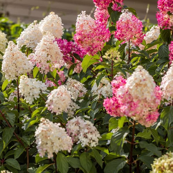 Hortensia - Set om 3 - Hortensia paniculata - Höjd 25-35cm - ⌀9cm