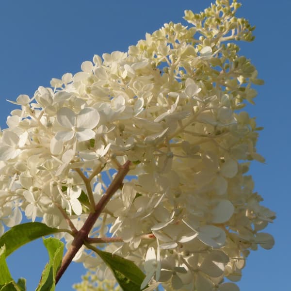 Hortensia - Set om 3 - Hortensia paniculata - Höjd 25-35cm - ⌀9cm