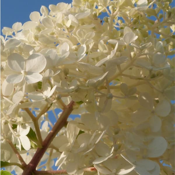 Hortensia - Sæt med 6 - Hortensia paniculata - Højde 25-35cm - ⌀9cm