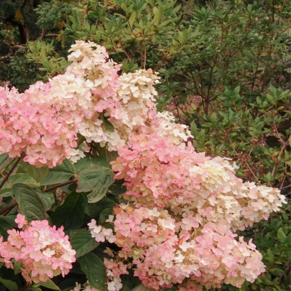 Hortensia - Set om 3 - Hydrangea paniculata 'Pink Lady' - Höjd 25-40cm - ⌀9cm