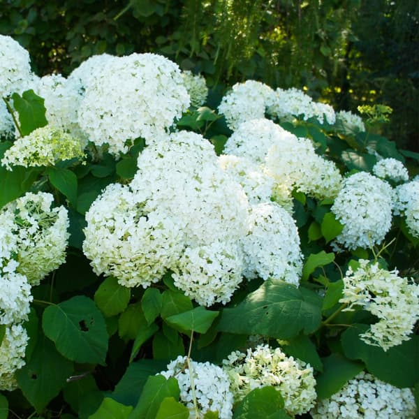 Hortensia - Sæt 3 - Hydrangea paniculata 'Silver Dollar' - Højde 25-40cm - ⌀9cm