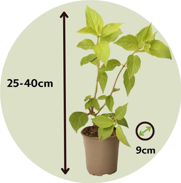 Hortensia - Sæt 3 - Hydrangea paniculata 'Silver Dollar' - Højde 25-40cm - ⌀9cm