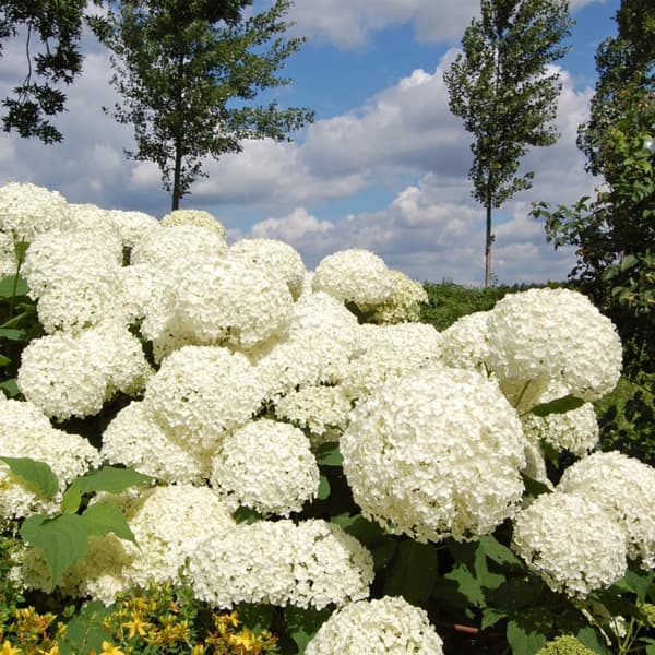 Hortensia - Set om 2 - Hydrangea 'Strong Annabelle' - Höjd 30-40cm - ⌀19cm