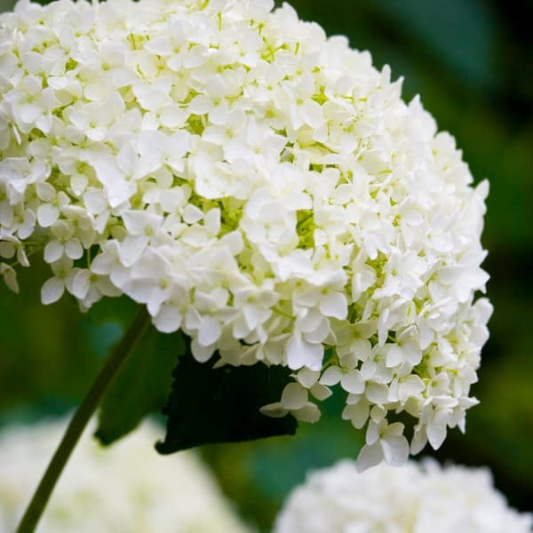 Hortensia - Set om 2 - Hydrangea 'Strong Annabelle' - Höjd 30-40cm - ⌀19cm