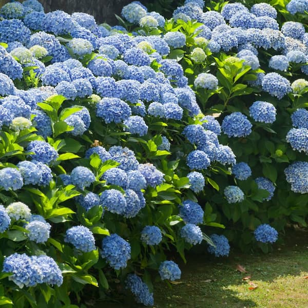 Hortensia - Sæt med 3 - Hydrangea macrophylla - Højde 25-40cm - ⌀9cm