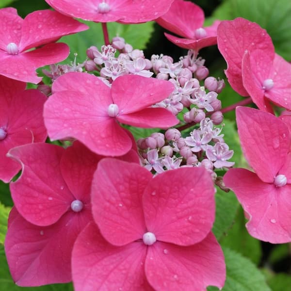 Hortensia - Sæt med 3 - Hydrangea macrophylla - Højde 25-40cm - ⌀9cm