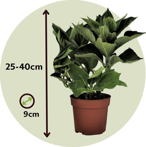 Hortensia - Sæt med 3 - Hydrangea macrophylla - Højde 25-40cm - ⌀9cm