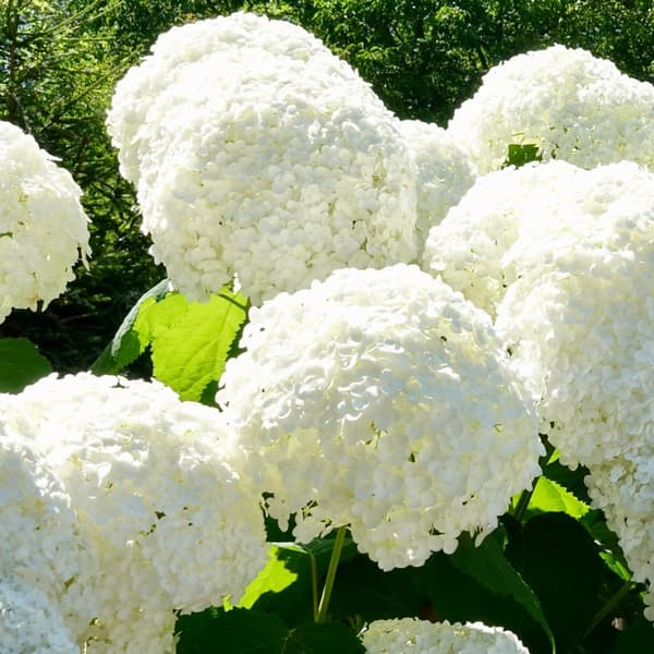 Hortensia - Set om 6 - Hydrangea macrophylla - Höjd 25-40cm - ⌀9cm