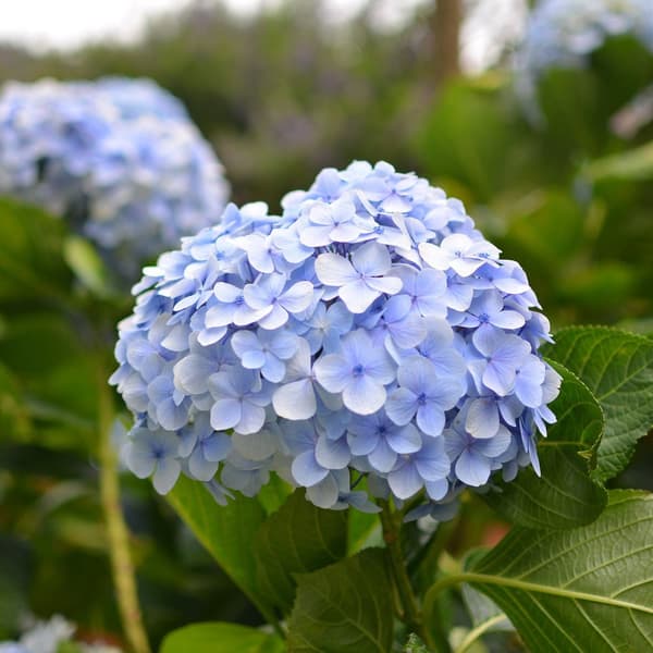 Hortensia - Set om 3 - Hydrangea macrophylla teller - Höjd 25-40cm - ⌀9cm