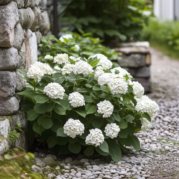 Hortensia - Sæt 3 - Hydrangea macrophylla teller 'Benxi' - Højde 25-40cm - ⌀9cm