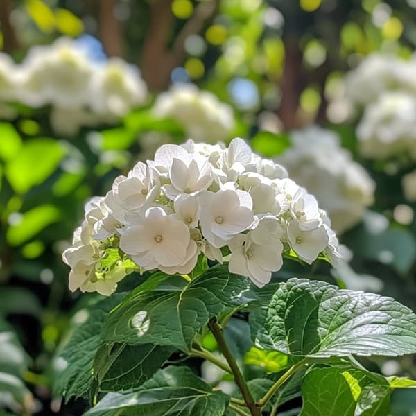 Hortensia - Sæt 3 - Hydrangea macrophylla teller 'Benxi' - Højde 25-40cm - ⌀9cm