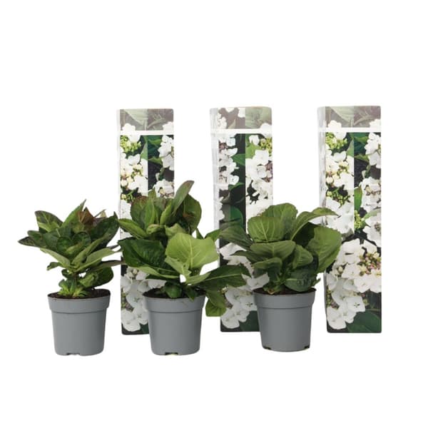 Hortensia - Set om 3 - Hydrangea macrophylla teller - Höjd 25-40cm - ⌀9cm