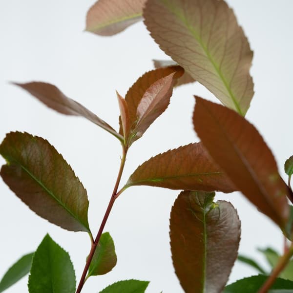 Joulumarja - 2 kpl - Photinia fraseri 'Red Robin' - Korkeus 30-40 cm - ⌀17 cm