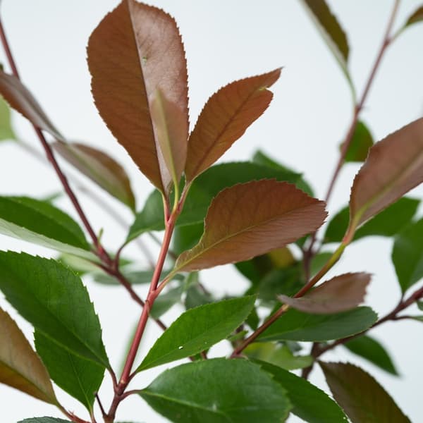 Joulumarja - 2 kpl - Photinia fraseri 'Red Robin' - Korkeus 30-40 cm - ⌀17 cm