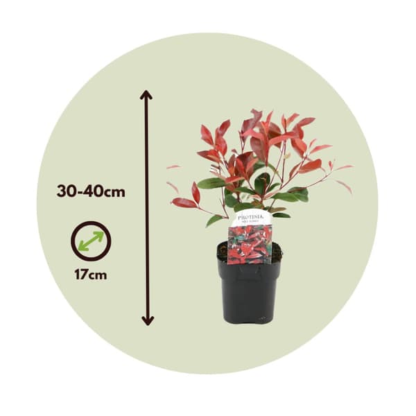 Joulumarja - 2 kpl - Photinia fraseri 'Red Robin' - Korkeus 30-40 cm - ⌀17 cm