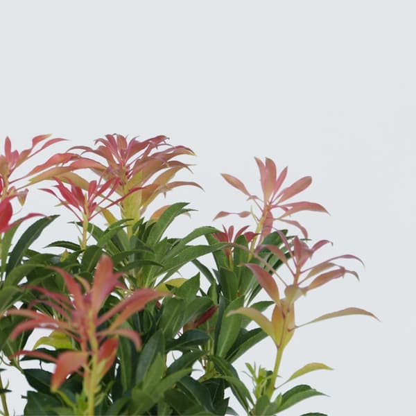 Pieris - Sæt med 4 - Pieris 'Forest Flame' - Højde 25-40cm - ⌀17cm