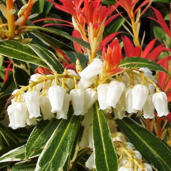 Pieris - Sæt med 4 - Pieris 'Forest Flame' - Højde 25-40cm - ⌀17cm