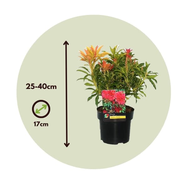 Pieris - Sæt med 4 - Pieris 'Forest Flame' - Højde 25-40cm - ⌀17cm