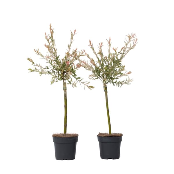 Japansk pil - Sæt med 2 - Salix integra 'Flamingo' - Højde 60-80cm - ⌀17cm