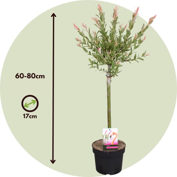 Flamingonpaju - 4 kpl - Salix integra 'Flamingo' - Korkeus 60-80cm - ⌀17cm
