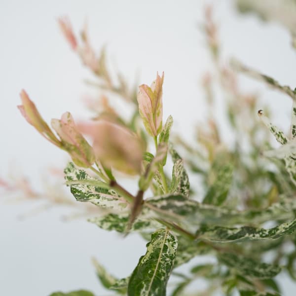 Flamingonpaju - 2 kpl - Salix integra 'Flamingo' - Korkeus 90-110cm - ⌀19cm