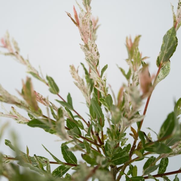 Flamingonpaju - 2 kpl - Salix integra 'Flamingo' - Korkeus 90-110cm - ⌀19cm