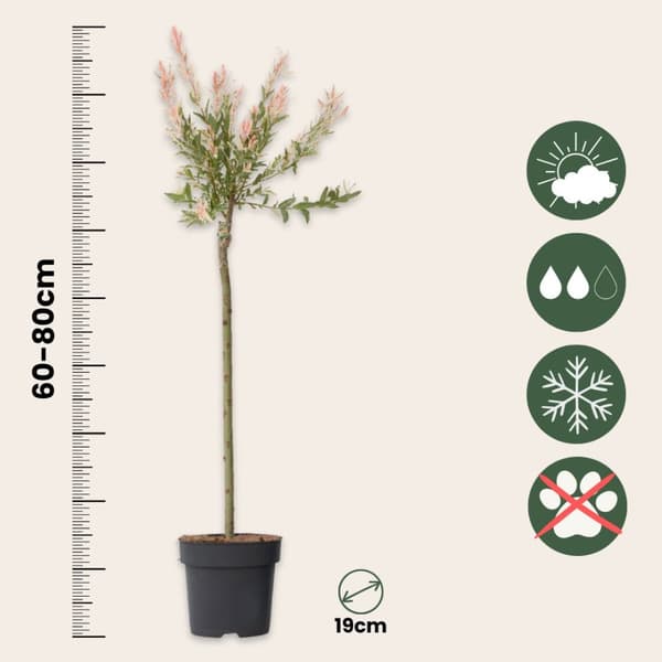 Japansk dvärgpil - Set om 2 - Salix integra 'Flamingo' - Höjd 90-110cm - ⌀19cm