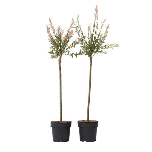 Japansk pil - Sæt med 2 - Salix integra 'Flamingo' - Højde 90-110cm - ⌀19cm Japansk pil - Sæt med 2 - Salix integra 'Flamingo' - Højde 90-110cm - ⌀19cm