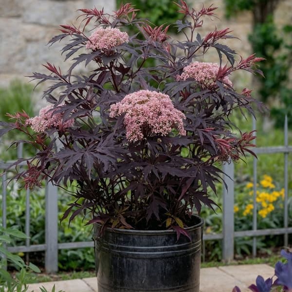 Jalava - 2 kpl - Sambucus nigra 'Black Lace' - Korkeus 25-40 cm - ⌀17 cm