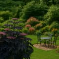 Miniatyrbild 4 av 6: Purpurfläder - Set om 2 - Sambucus nigra 'Black Lace' - Höjd 25-40cm - ⌀17cm