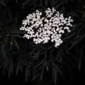 Miniatyrbild 6 av 6: Purpurfläder - Set om 2 - Sambucus nigra 'Black Lace' - Höjd 25-40cm - ⌀17cm