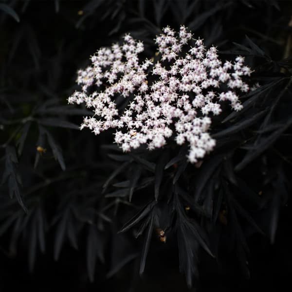 Purpurfläder - Set om 2 - Sambucus nigra 'Black Lace' - Höjd 25-40cm - ⌀17cm