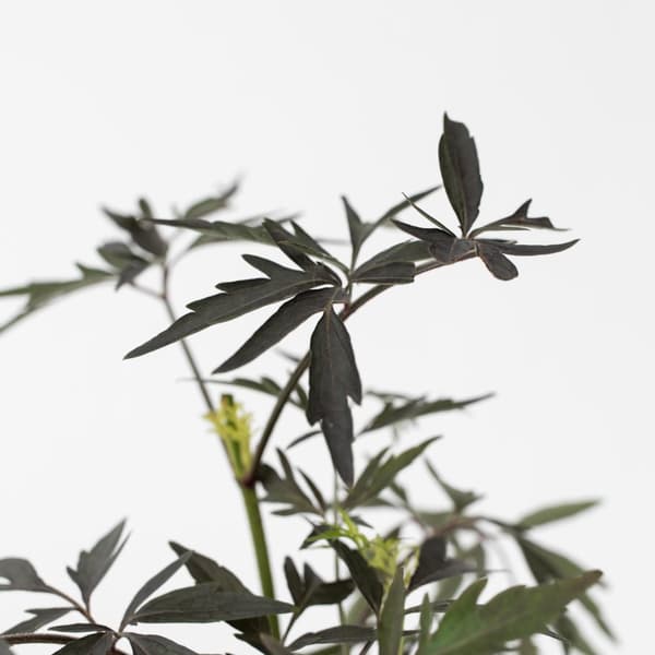 Purpurfläder - Set om 4 - Sambucus nigra 'Black Lace' - Höjd 25-40cm - ⌀17cm
